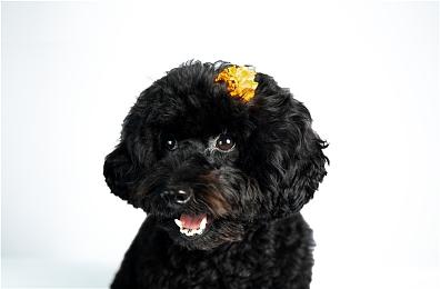 无间断直播互动剧《寂静岭Ascension》2023年上线